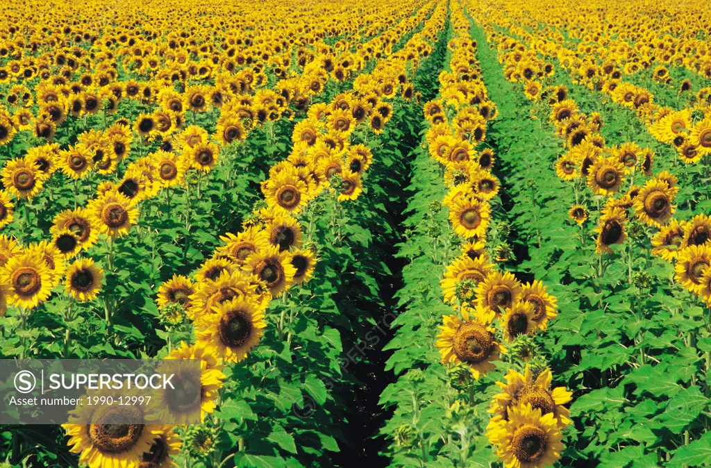 sunflower field near Oakbank, Manitoba, Canada