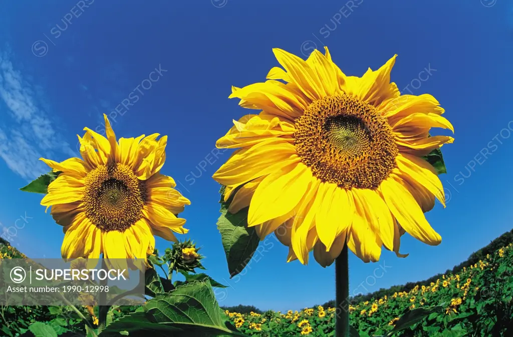sunflowers, near Oakbank, Manitoba, Canada