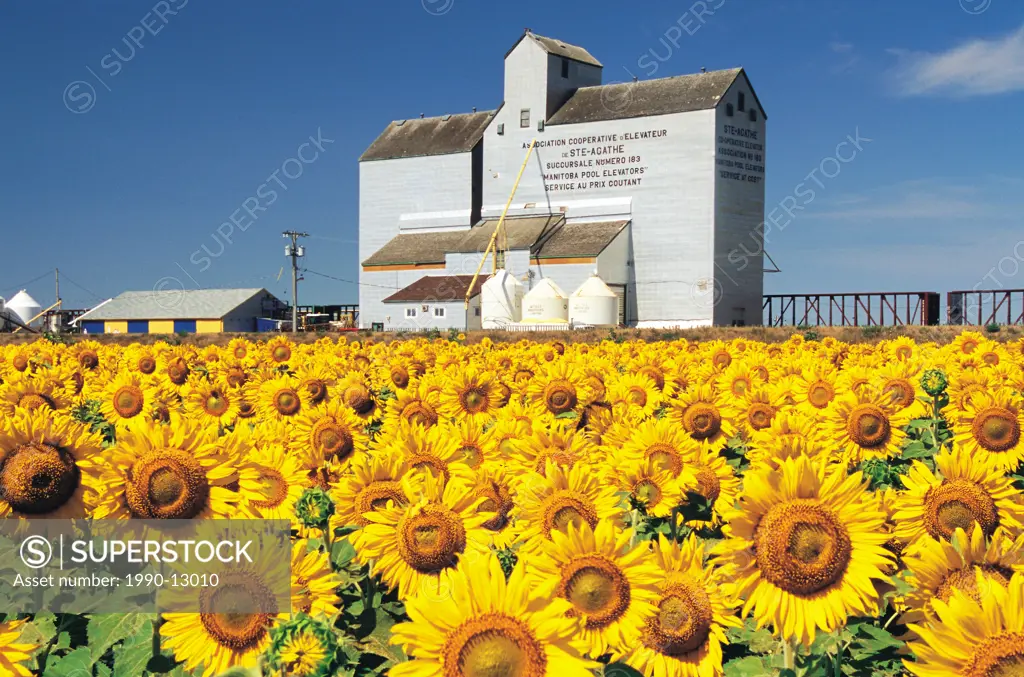 sunflower field, grain elevator, St. Agathe, Manitoba, Canada
