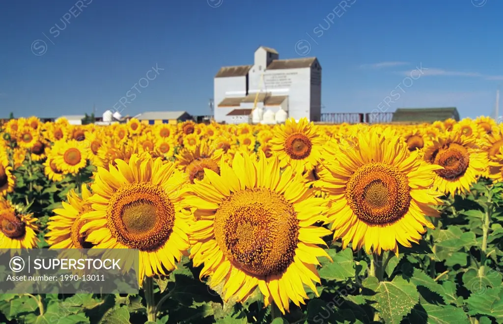 sunflower field with grain elevator in the background, St. Agathe, Manitoba, Canada