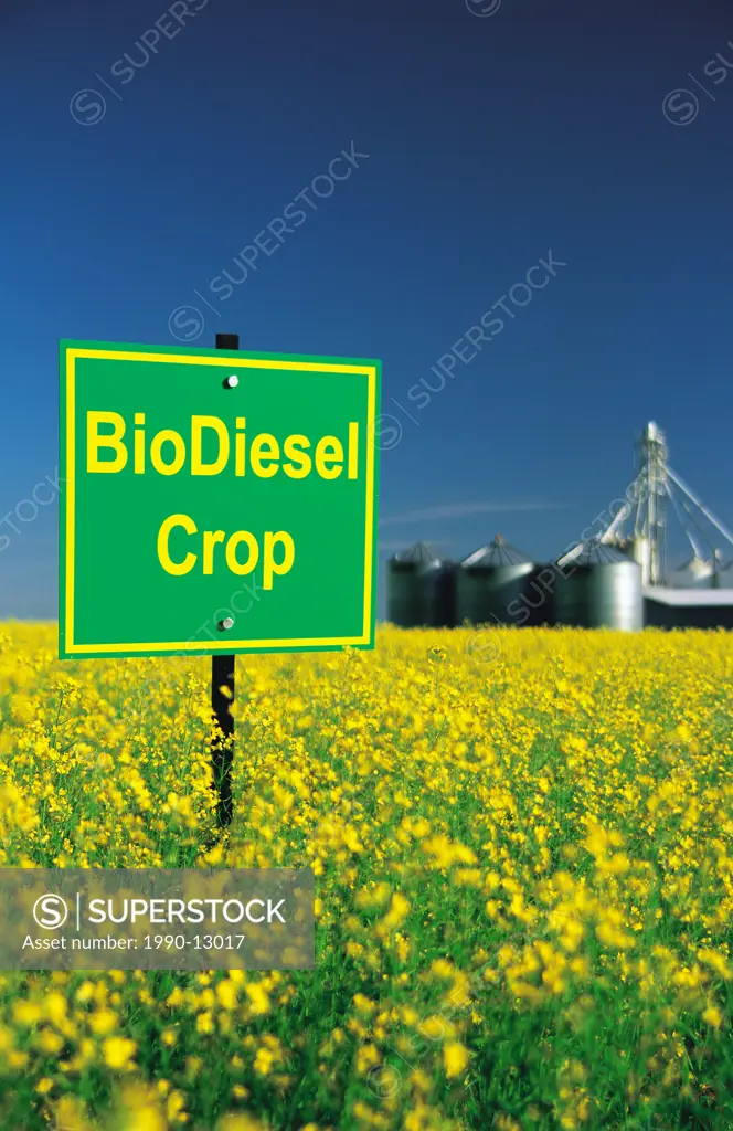 biodiesel sign in canola field, Manitoba, Canada