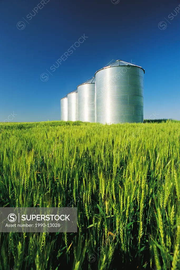 winter wheat, grian storage silos/bins, near carey, Manitoba, Canada