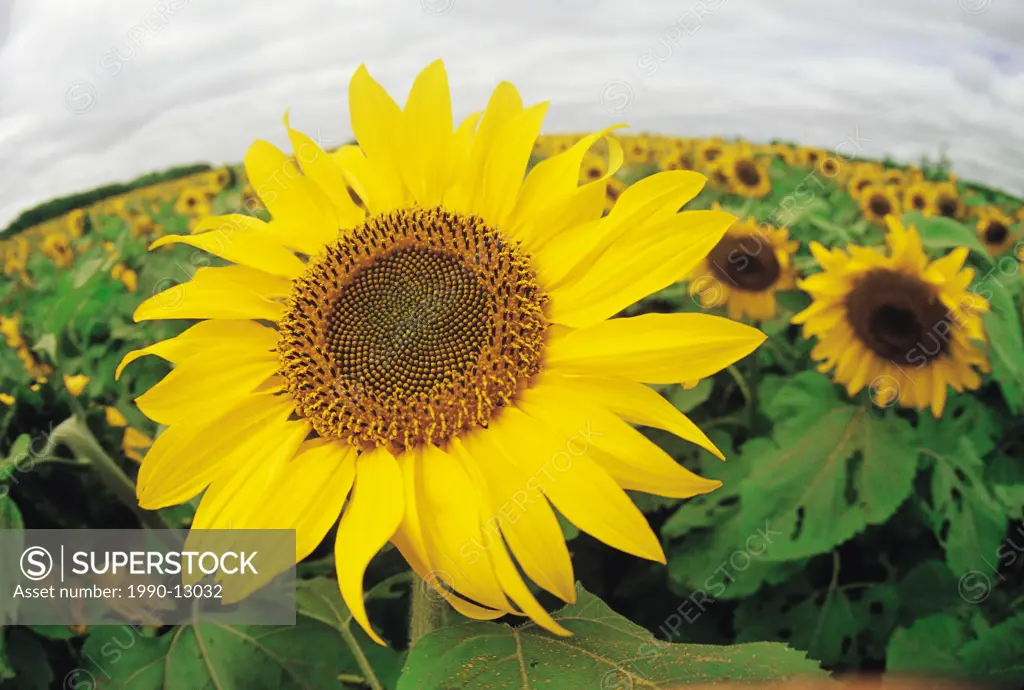 sunflower field, near St. Claude, Manitoba, Canada