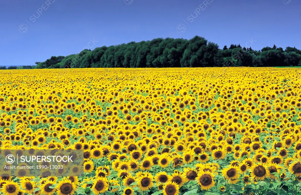 sunflower field near Roland, Manitoba, Canada