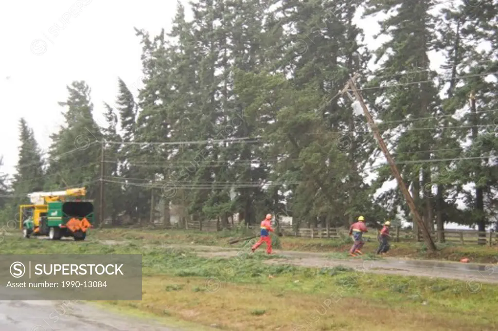 Felled tree on hydro wire after winter storm on Highway 4, near Coombs, Vancouver Island, British Columbia, Canada