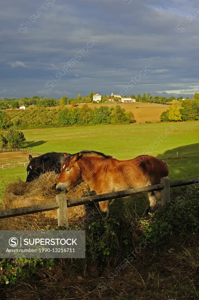 horse and view toward Serignac-Peboudou, Lot-et-Garonne Department, Aquitaine, France