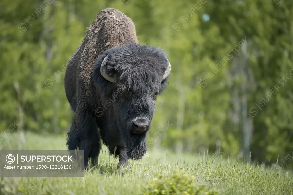 Bison bison, american bison, Alberta, Canada