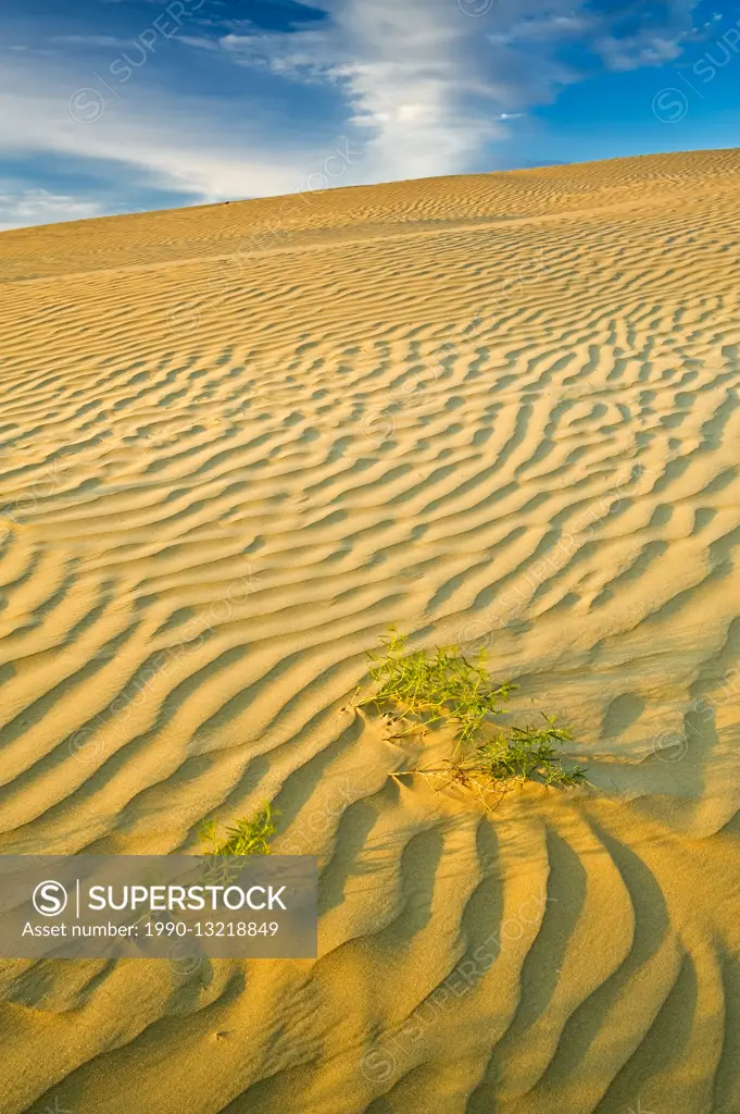 Ripples and sand dunes Great Sand Hills Saskatchewan Canada