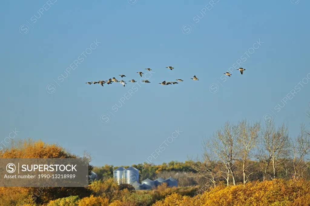 Canada geese and grain bins in autumn Tuxford Saskatchewan Canada
