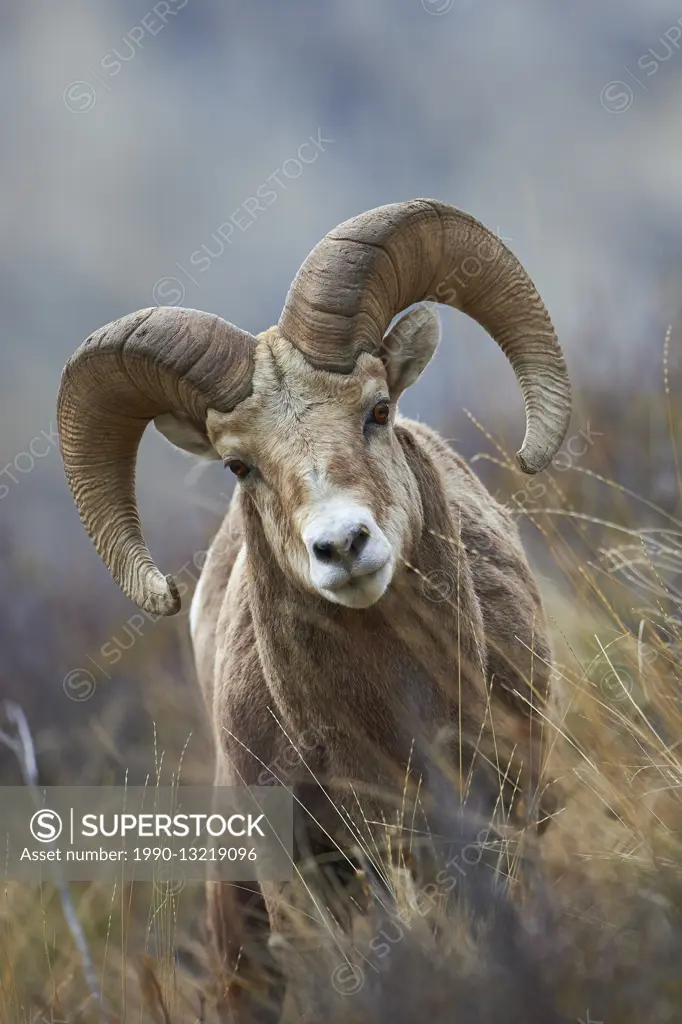 Rocky Mountain Bighorn Sheep ovis canadenis, Waterton Lakes National Park, Alberta, Canada