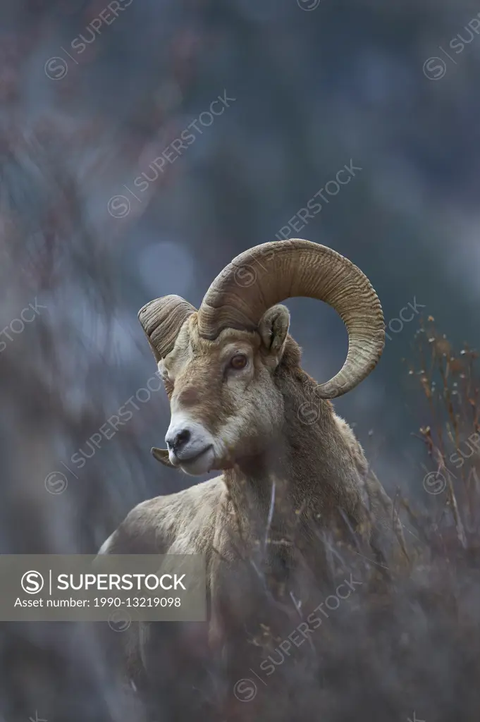 Rocky Mountain Bighorn Sheep, ovis canadenis, Waterton Lakes National Park, Alberta, Canada