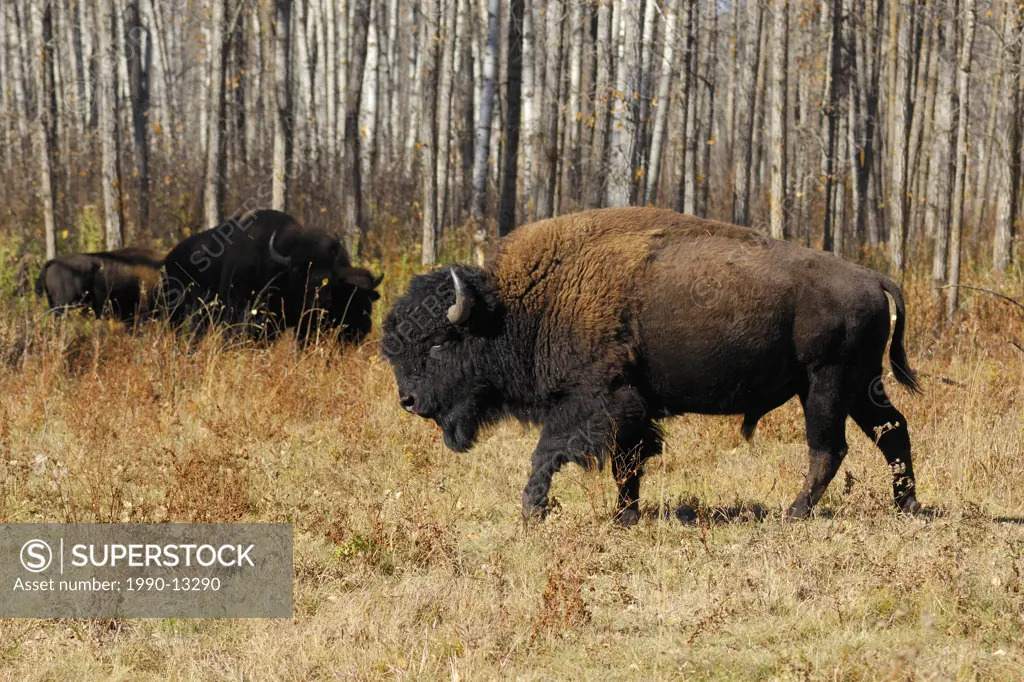 Plains bison _ Elk Island National Park, Alberta, Canada