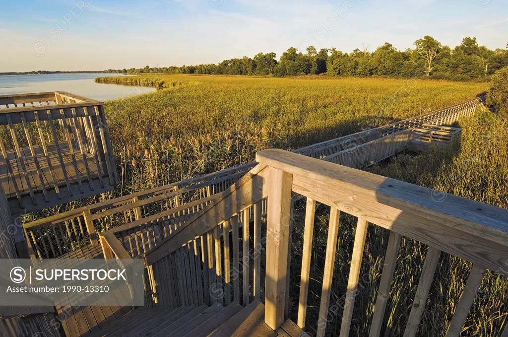 Lookout tower provides view of Lake Erie wetlands on the Marsh Trail in Rondeau Provincial Park, southwestern Ontario, Canada.