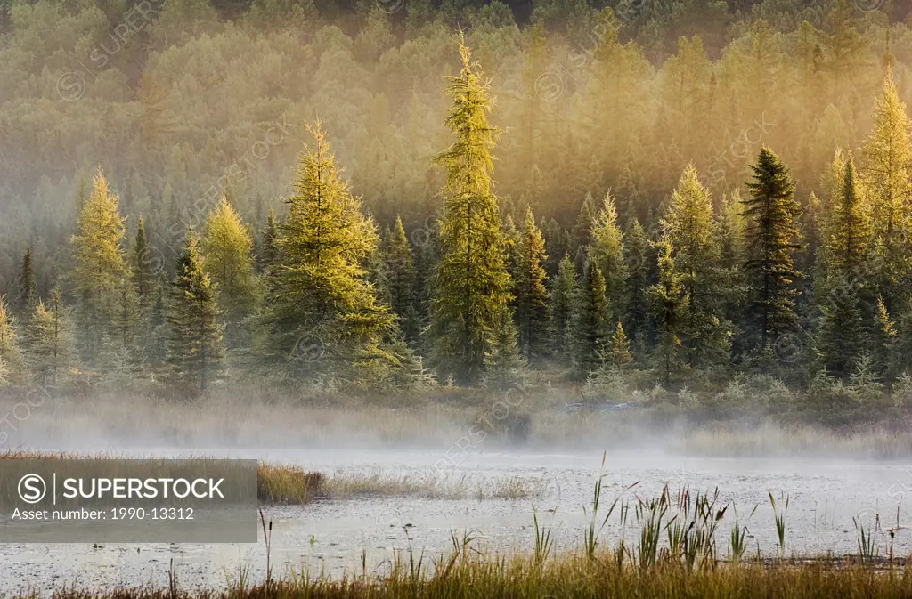 Autumn morning mist rises in marsh along shoreline of tamarack, balsam fir and eastern white pine trees near Lake Opeongo in Algonquin Provincial Park...
