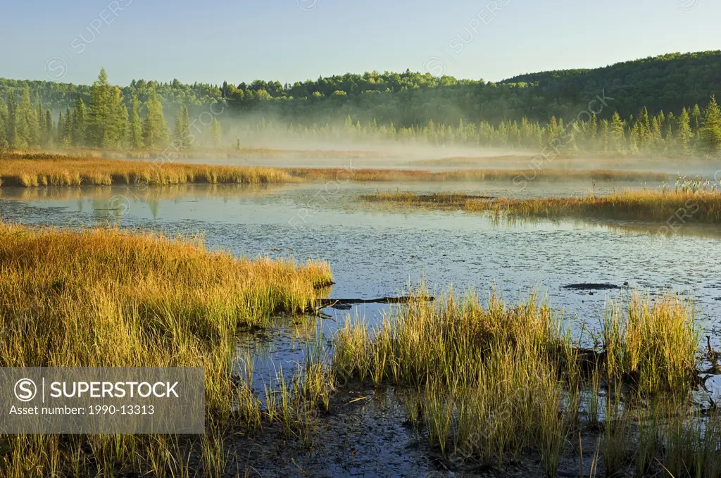 Autumn morning mist rises on marsh wetland near Lake Opeongo in Algonquin Provincial Park, northern Ontario, Canada.