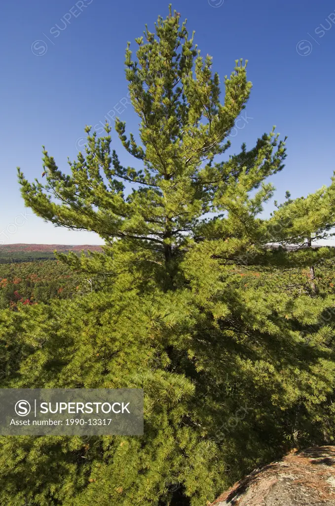 Eastern White Pine tree Pinus strobus Linnaeus along the Lookout Trail in Algonquin Provincial Park, Ontario, Canada.