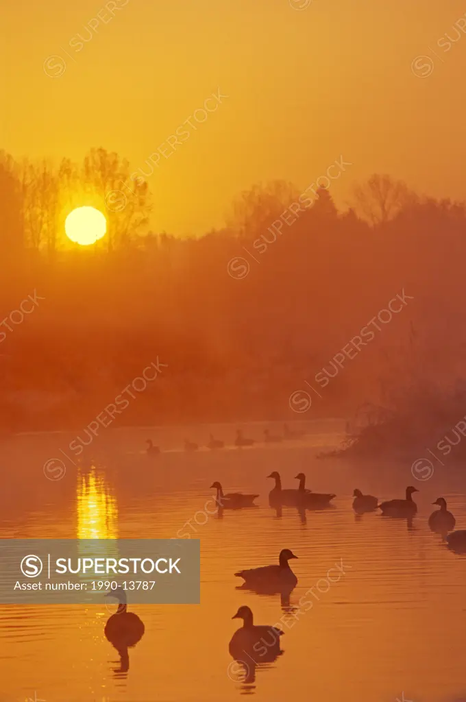 Canada Geese at sunrise, Still Creek, Burnaby Lake Regional Park, Burnaby, British Columbia, Canada