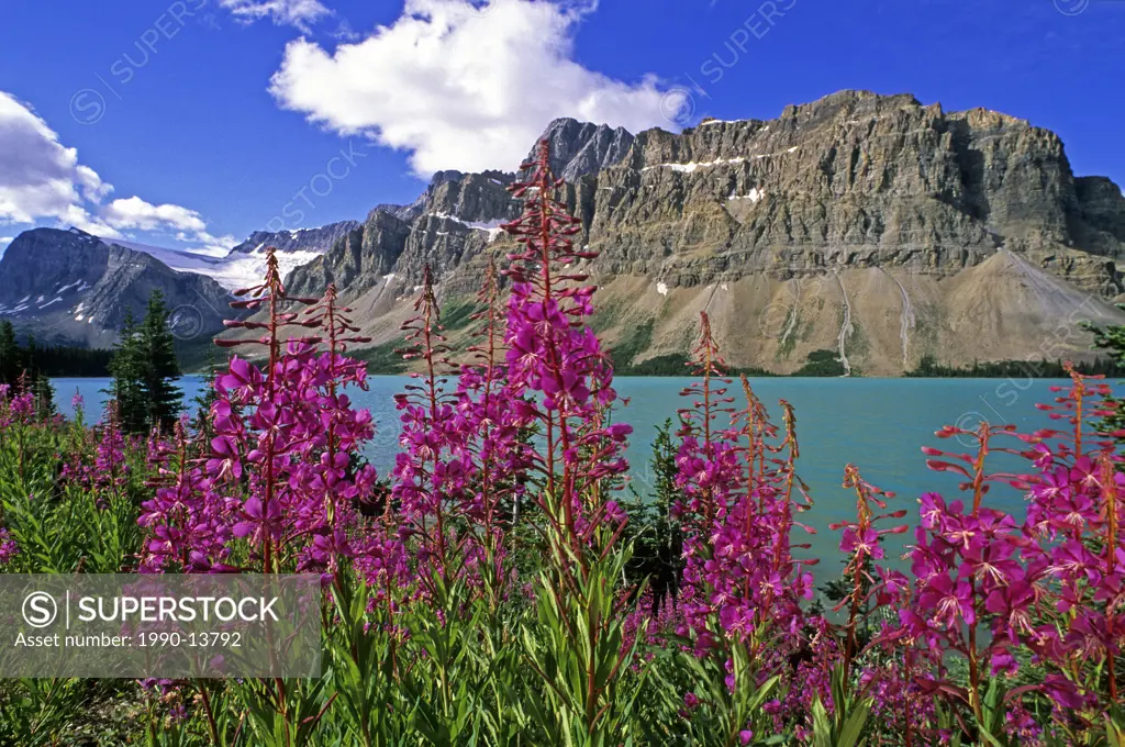 Fireweed, Bow Lake, Banff National Park, Alberta, Canada