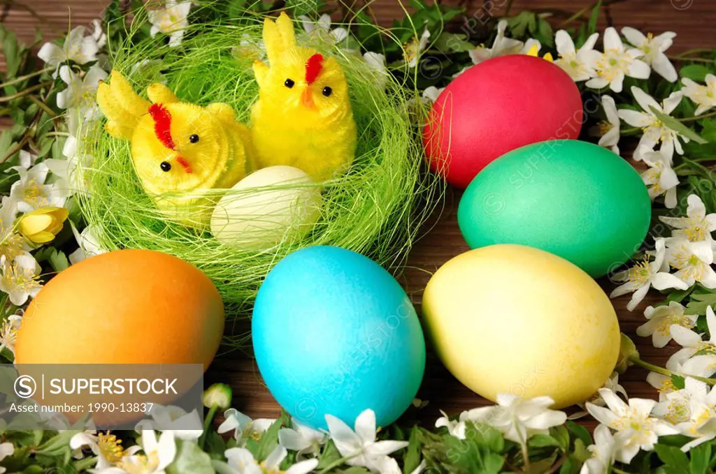 Colorful Easter eggs and two decorative chicks in a nest surrounded with white spring flowers