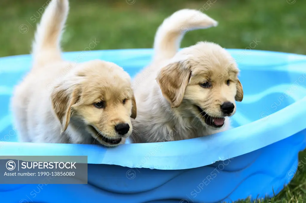 Two 8 week old Golden Retriever puppies playing in a small pool.