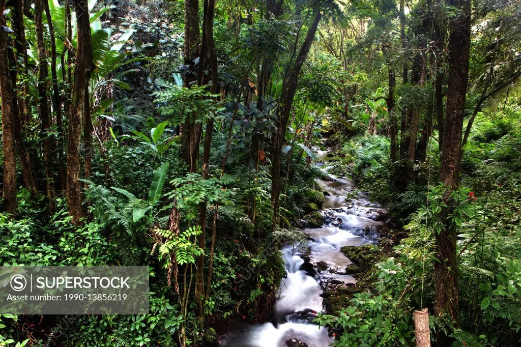 Tropical Forest with Creek, Hamakua Coast, Island of Hawaii