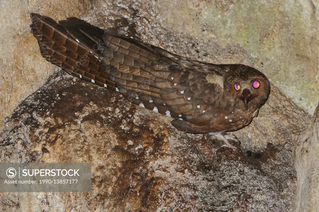 Oilbird (Steatornis caripensis) perched in a cave in the mountains of Colombia, South America.