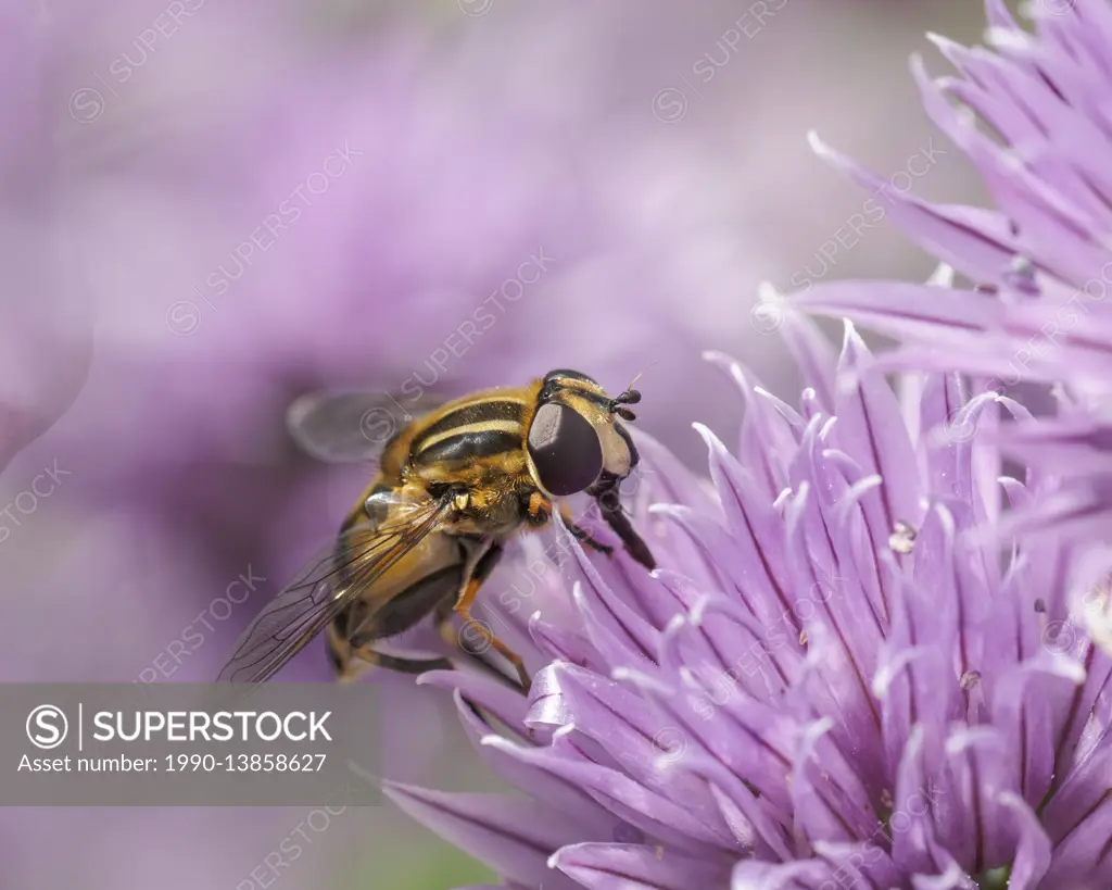 Syrphid Flower Fly ( prob. Helophilus sp.) on chive flowers, Warman, Saskatchewan, Canada