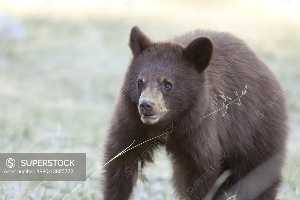 Grizzly Bear Cub, Jasper National Park, Alberta, Canada