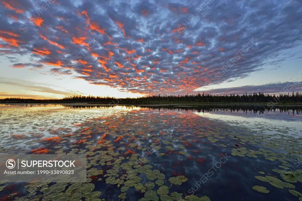 Dawn skies reflected in a beaver pond, Wood Buffalo National Park, Alberta, Canada