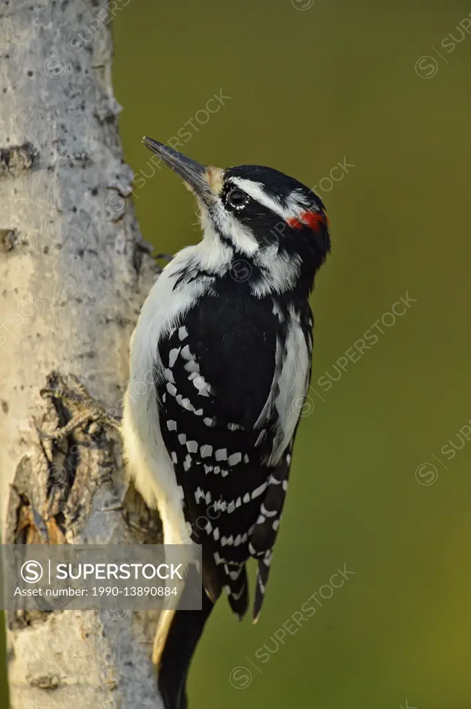 Hairy woodpecker (Picoides villosus), Fort Providence Territorial Park, Northwest Territories, Canada