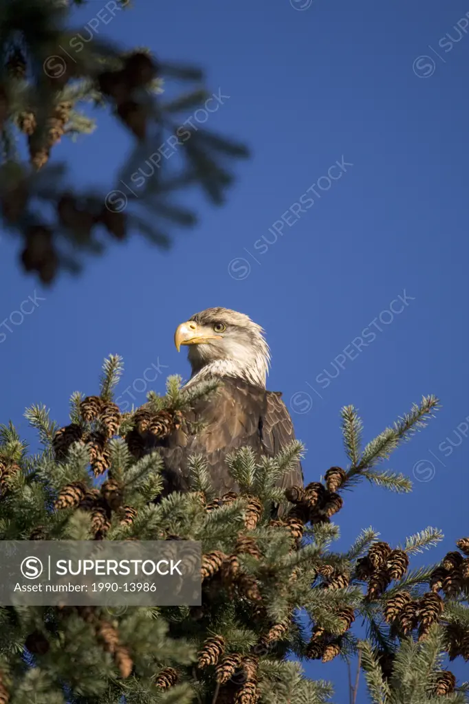 Bald eagle Haliaeetus leucocephalus perched in a pine tree, Squamish, British Columbia, Canada