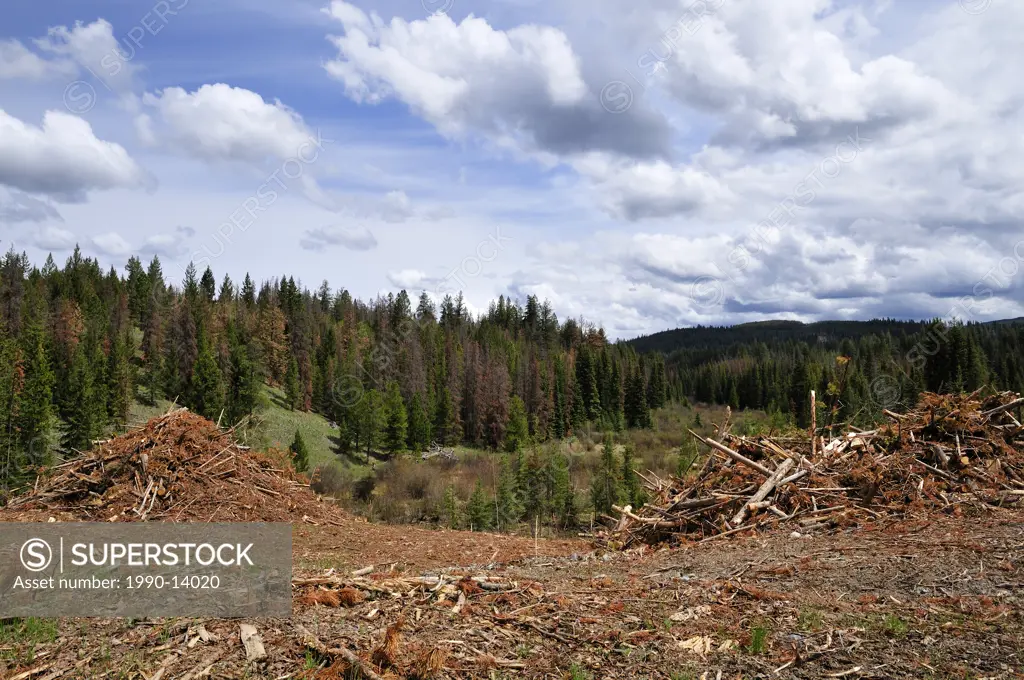 Logging slash in pine beetle devastated area, near Merritt, British Columbia, Canada