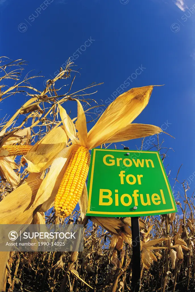 Low angle view of sign indicating feed corn grown for biofuel, Manitoba, Canada