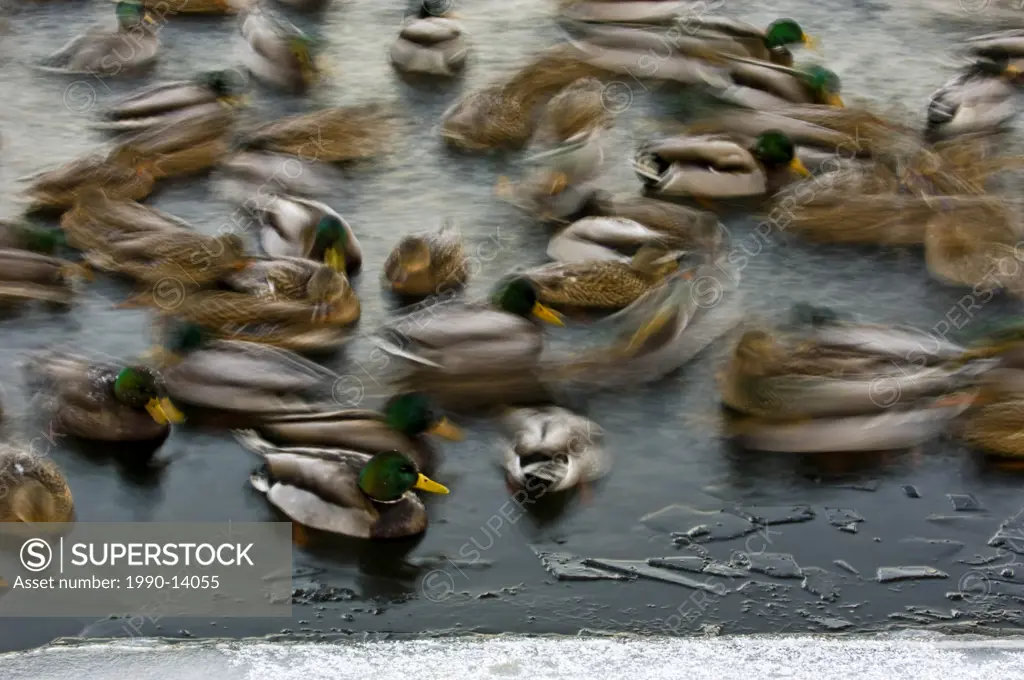 Mallard duck Anas platyrhynchos flock swimming in the open water of Junction Creek in winter, Sudbury, Ontario