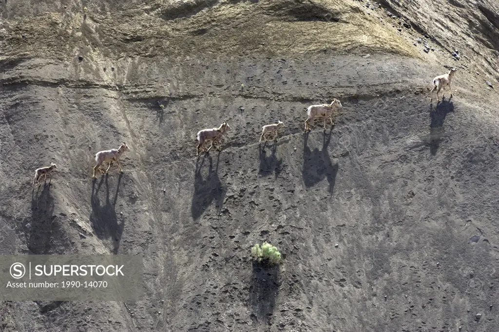 Group of California bighorn sheep Ovis canadensis californiana cross the cliffs at Farwell Canyon in British Columbia, Canada