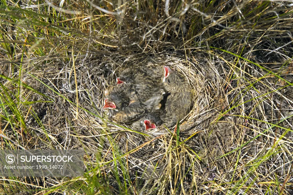 Vesper sparrow Pooecetes gramineus chicks in their nest in the grasslands of British Columbia, Canada