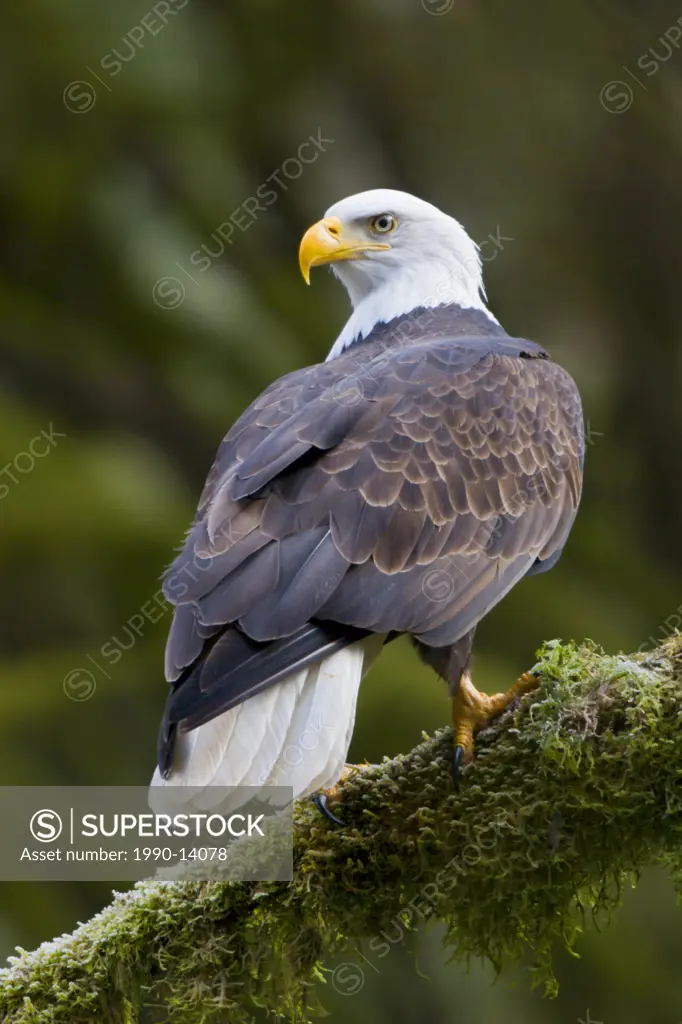 Bald eagle Haliaeetus leucocephalus perched on a mossy branch in Victoria, Vancouver Island, British Columbia, Canada