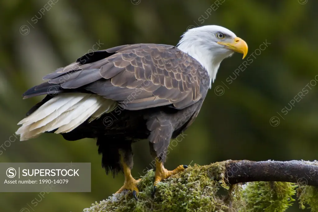 Bald eagle Haliaeetus leucocephalus perched on a mossy branch in Victoria, Vancouver Island, British Columbia, Canada