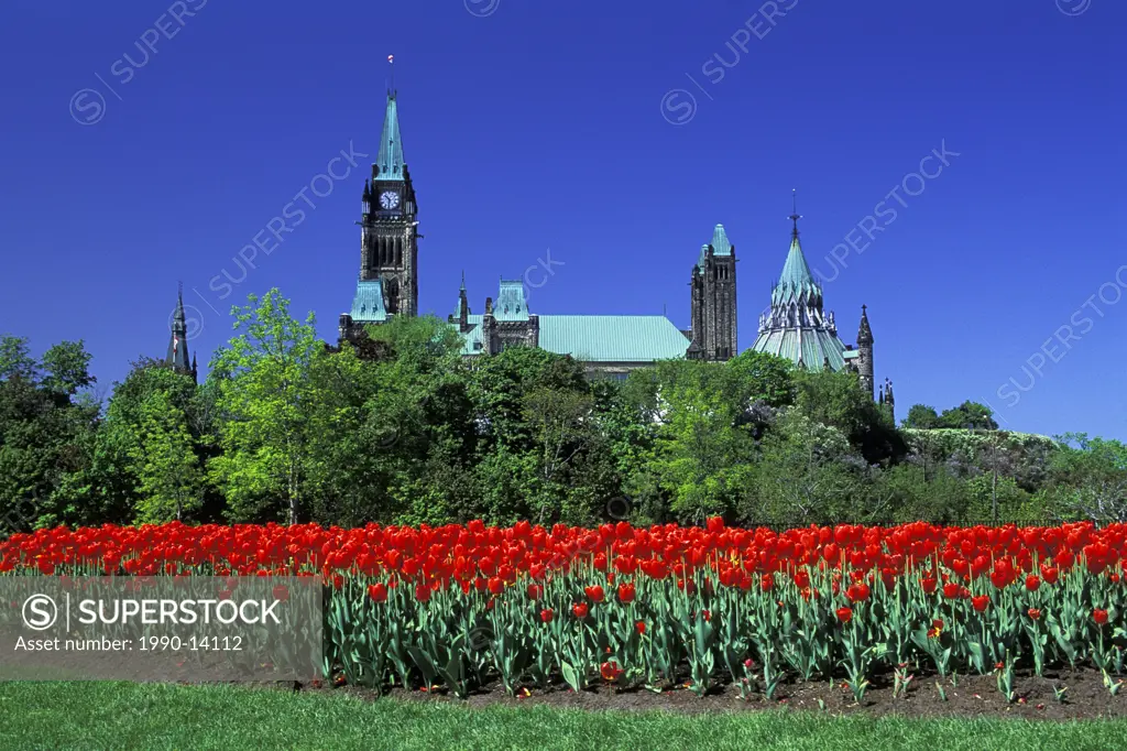 Parliament buildings viewed from Major´s Hill Park through field of red tulips, Ottawa, Ontario, Canada