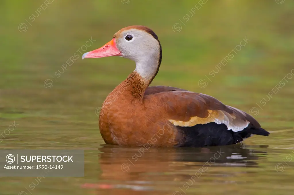 Black_bellied Whistling_Duck Dendrocygna autumnalis swimming in pond near Houston, Texas, USA