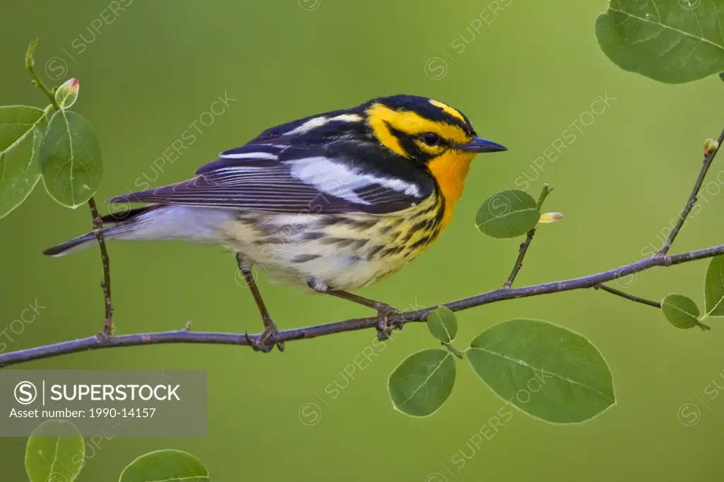 Blackburnian warbler Dendroica fusca perched on a branch near Long Point, Ontario, Canada