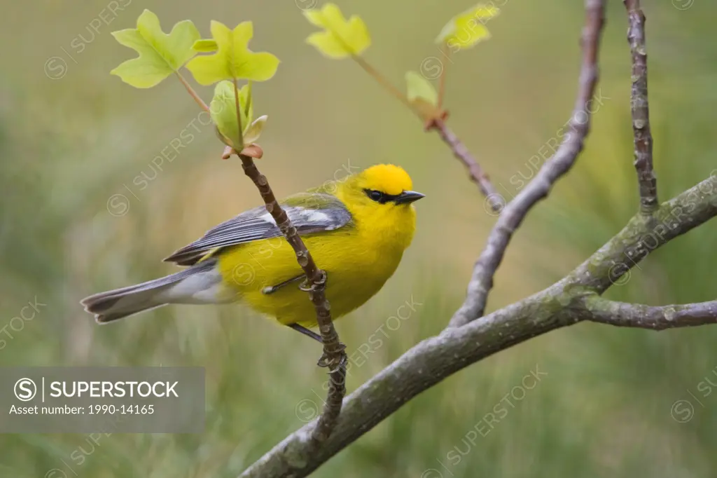Blue_winged Warbler Vermivora pinus perched on a branch near Long Point, Ontario, Canada