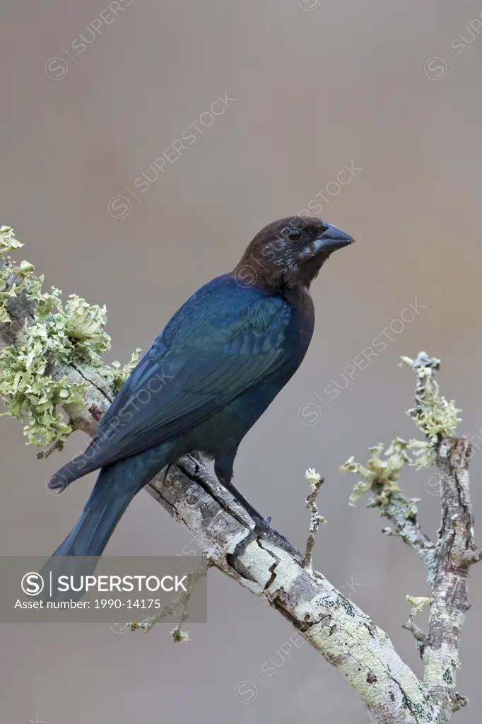 Brown_headed cowbird Molothrus ater perched on a branch at Falcon State Park, Texas, USA