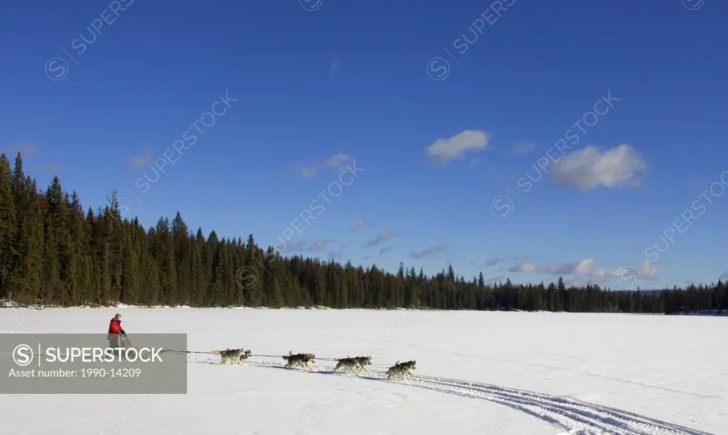 Dogsledding in the Cariboo region of British Columbia, Canada