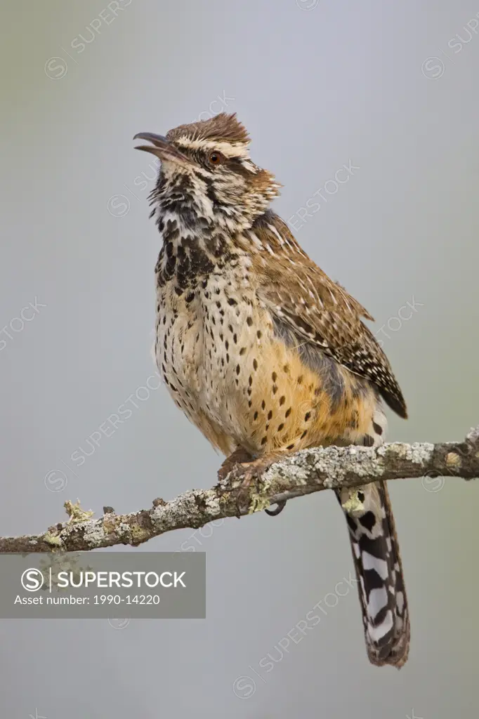 Cactus Wren Campylorhynchus brunneicapillus perched on a branch in Falcon State Park, Texas