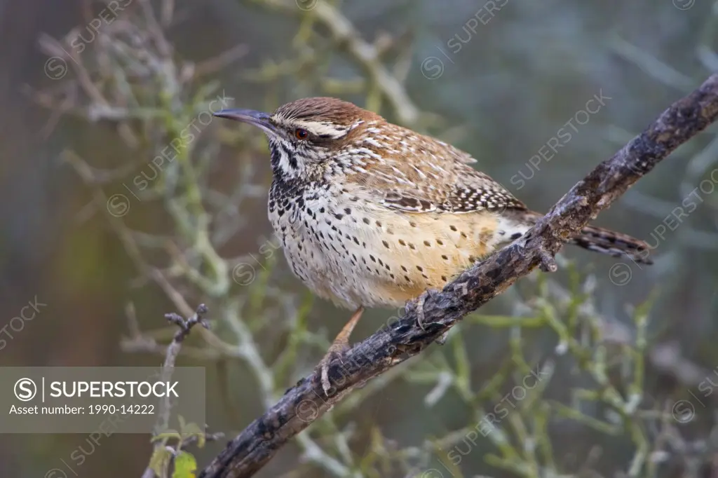 Cactus Wren Campylorhynchus brunneicapillus perched on a branch in Falcon State Park, Texas