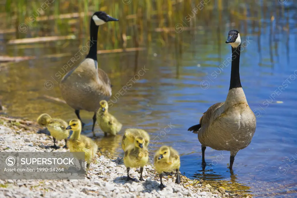 A pair of Canadian geese Branta canadensis with goslings at the Marsh Boardwalk in Point Pelee National Park, Lake Erie, Leamington, Ontario, Canada