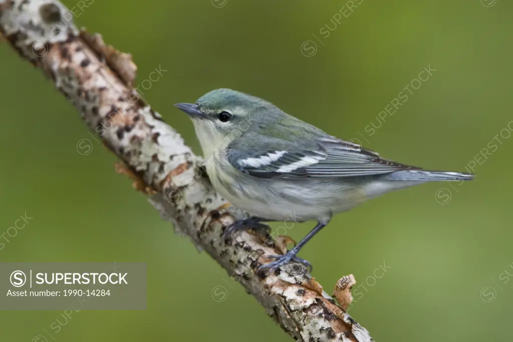 Cerulean warbler Dendroica cerulea perched on a branch near Long Point, Ontario, Canada
