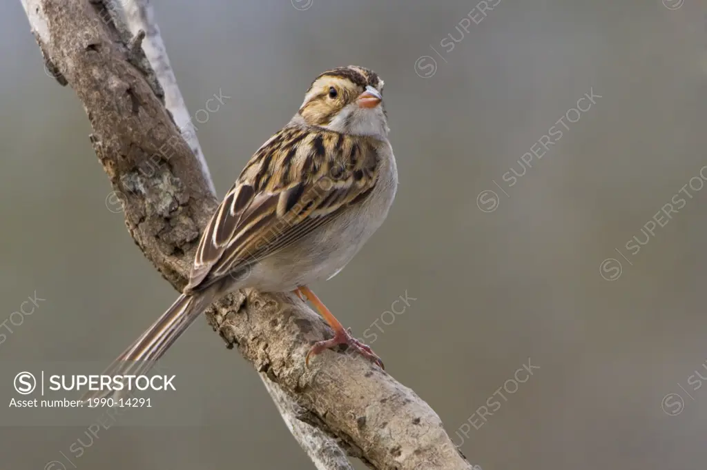 Clay_colored sparrow Spizella pallida perched on a branch at Falcon State Park, Texas, USA