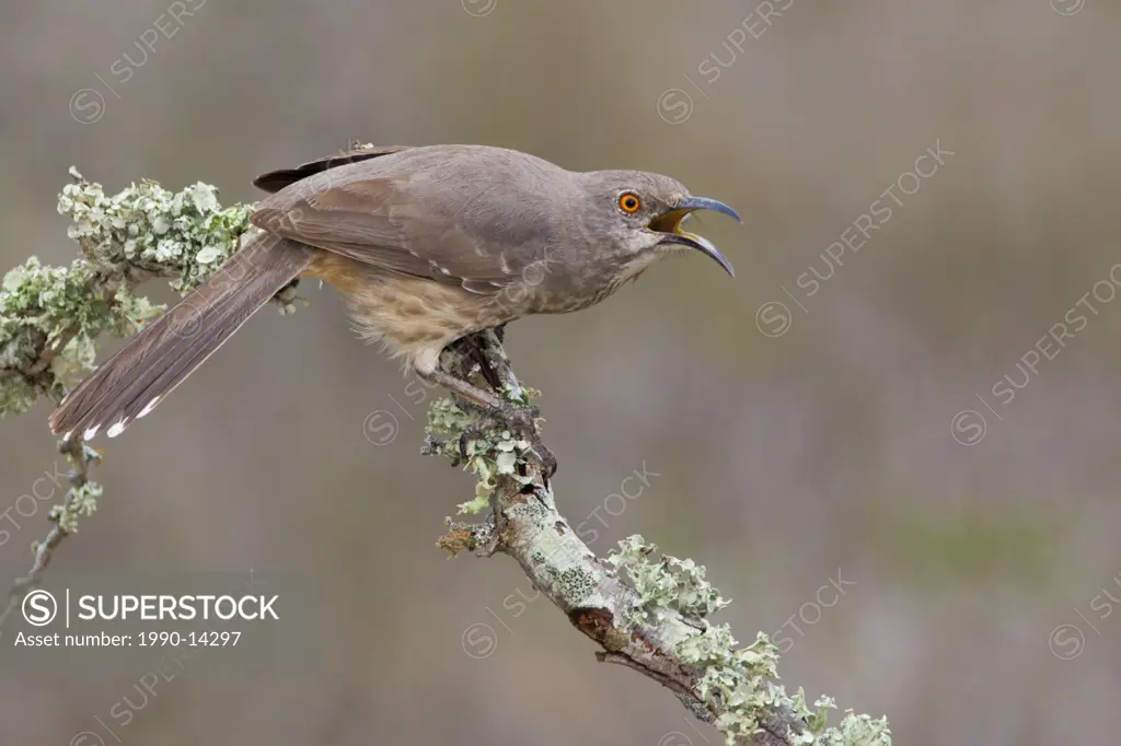 Curve_billed thrasher Toxostoma curvirostre perched on a branch at Falcon State Park, Texas